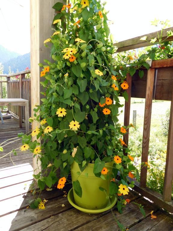Appartements Gosaukamm.Com 外观 照片